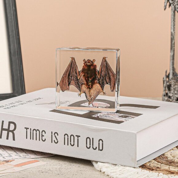 Real Bat Specimens,Taxidermy Bat Specimen in Resin for Science Classroom Science - Picture 2 of 7